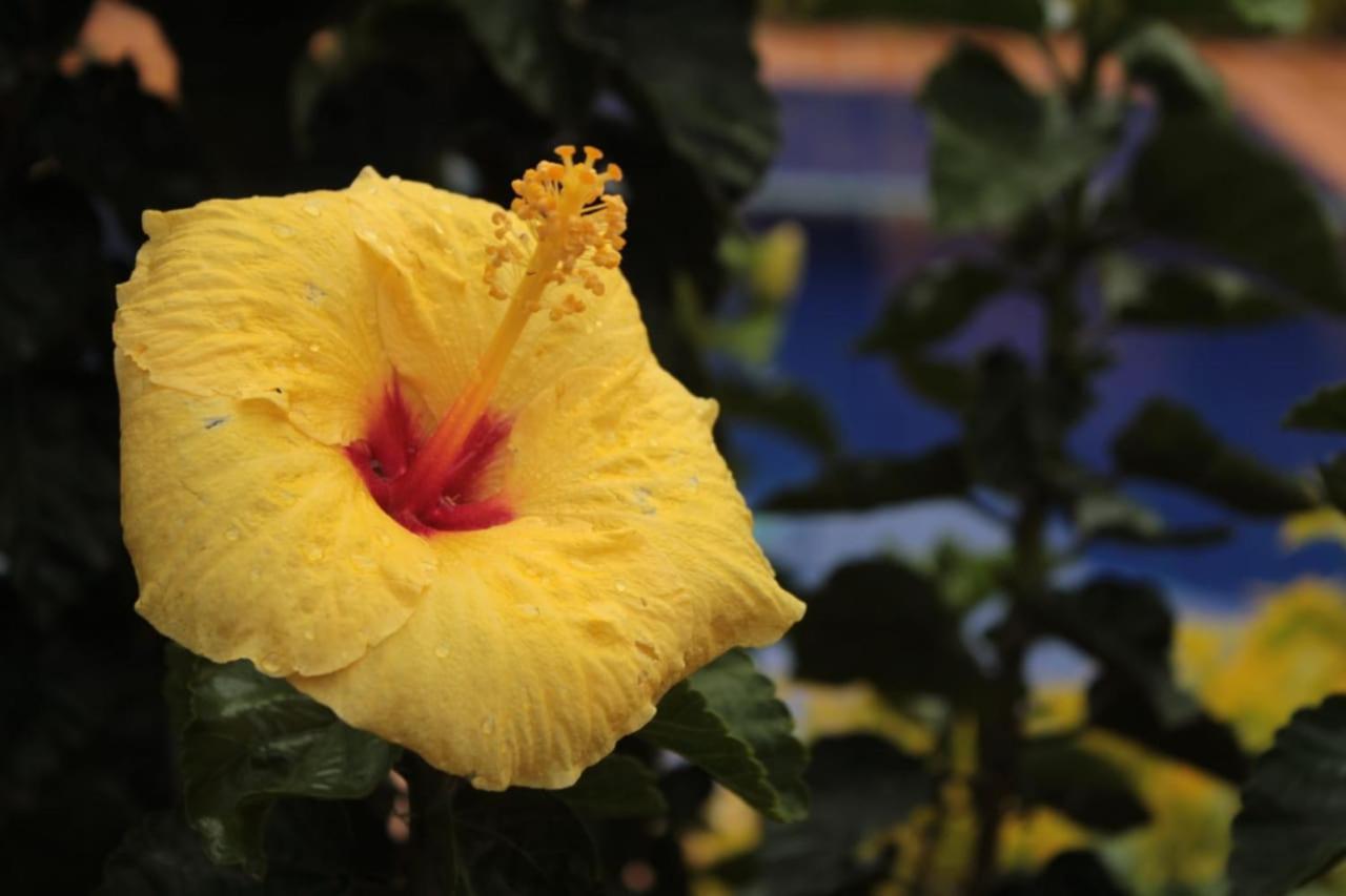 Finca Hotel El Diamante Каларка Екстер'єр фото